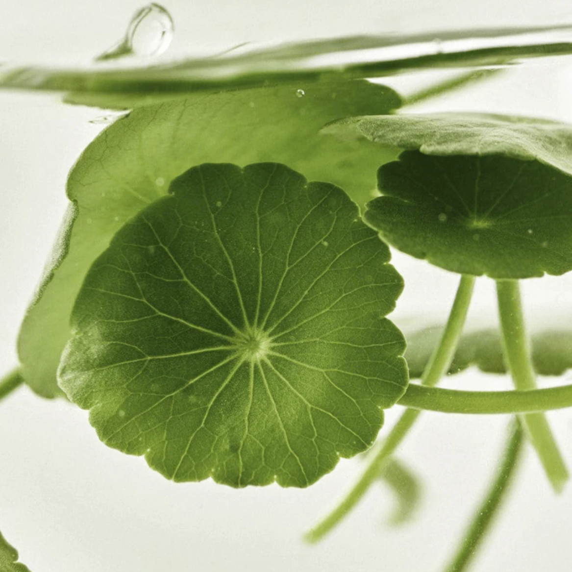 [Beauty of Joseon] Light On Serum : Centella + Vita C